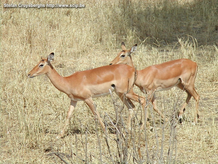 Tarangire - Impalas  Stefan Cruysberghs